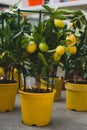 Limequat tree citrofortunella hybrid of lime and kumquat. Royalty Free Stock Photo
