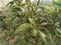 Limequat on tree in farm Royalty Free Stock Photo