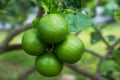 Limes with branch in the garden