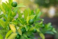 Limes grow on Citrus Lime Tree Royalty Free Stock Photo