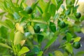 Limes grow on Citrus Lime Tree Royalty Free Stock Photo