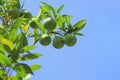 Limes growing on a tree Royalty Free Stock Photo