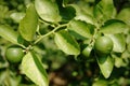 Limes hanging on the lime tree Royalty Free Stock Photo