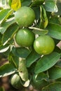 Limes hanging on tree branch inter leaves