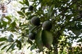 Limes hanging in the tree with sunlight shining on it Royalty Free Stock Photo