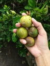 Limes in human hand