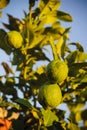 limes on lime tree