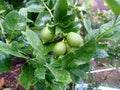 Limes tree in the garden are excellent source of vitamin c Royalty Free Stock Photo