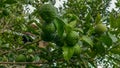 limes tree in the garden are excellent source of vitamin C.Green organic lime citrus fruit hanging on tree Royalty Free Stock Photo