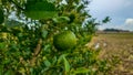 limes tree in the garden are excellent source of vitamin C.Green organic lime citrus fruit hanging on tree Royalty Free Stock Photo