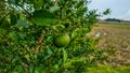 limes tree in the garden are excellent source of vitamin C.Green organic lime citrus fruit hanging on tree Royalty Free Stock Photo