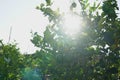 Limes tree in the garden Royalty Free Stock Photo