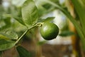 Green lime citrus lemon fruit and green leaves in garden. Citrus Limon grows on a tree branch, close up. Decorative Royalty Free Stock Photo