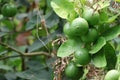 limes tree in the garden are excellent source of vitamin C.Green organic lime citrus fruit hanging Royalty Free Stock Photo