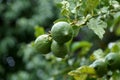 Limes on the tree