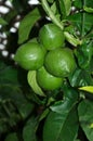 Limes on the tree Royalty Free Stock Photo