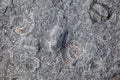 The limestone with ammonite fossils. Jurassic Coast. West Dorset, England