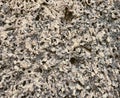 Limestone as background. Porous stone. Stone texture