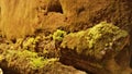 Limestone and Bone Garden Paris Catacombs