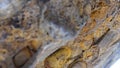 Limestone with brachiopod and crionids fossils on turn table