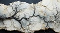 Limestone Delicacy: Revealing Dendritic Patterns