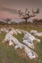 Limestone field and olive tree