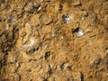 Limestone with fossils texture Royalty Free Stock Photo