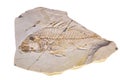 Limestone with the imprint of a fish with a sail light. Sparus brusinai is isolated on a white background. Paleontology Royalty Free Stock Photo