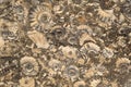 Limestone with imprints of ammonites. Jurassic period. background, texture Soft focus selective focus Royalty Free Stock Photo