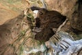 Limestone karst cave texture ceiling arch background