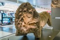 The limestone lion statue at the terminal of Beirut Airport, Lebanon, which was discover in Beirut and dates back to Roman period Royalty Free Stock Photo