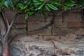 Limestone medieval wall of stone blocks texture background surface tree branch with green leaves