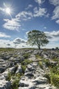 Limestone Pavement with Backlit Single Tree Yorkshire Dales,UK