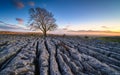 Limestone Pavement with Lone Ash Tree Royalty Free Stock Photo