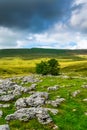 Limestone pavement. Yorkshire Dales National Park