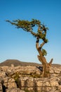 Limestone Pavements in Yorkshire Dales Royalty Free Stock Photo