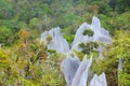 Limestone pinnacles at gunung mulu national park