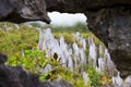 Limestone pinnacles at gunung mulu national park