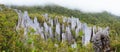 Limestone pinnacles at gunung mulu national park Royalty Free Stock Photo