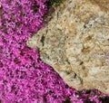 Limestone in a rock garden overgrown with moss phlox with purple flowers, close up, flat lay view from above Royalty Free Stock Photo