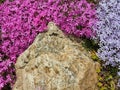 Limestone in a rock garden overgrown with moss phlox with purple and violet flowers, close up,  flat lay view from above Royalty Free Stock Photo