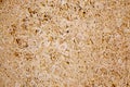 Limestone sandstone texture with animal shells