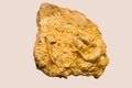 Limestone with single corals, reticulated and branched mosses, crinoids, trilobites, brachiopods of yellow color