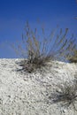 Limestone vegetation at the chalk quarry.