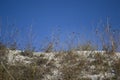 Limestone vegetation at the chalk quarry.