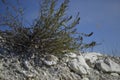 Limestone vegetation at the chalk quarry.