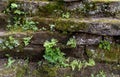 Limestone wall covered in moss and ferns