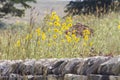 Limestone wall, Kansas sunflowers, grasses Royalty Free Stock Photo