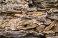 Limestone wall texture