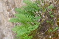 Southern polypody Polypodium cambricum, fern on a rock Royalty Free Stock Photo